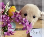 Small Photo #2 Golden Retriever Puppy For Sale in BLOUNTVILLE, TN, USA