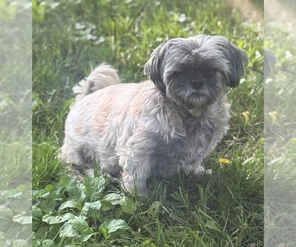 Medium Photo #9 Shih Tzu-Unknown Mix Puppy For Sale in Germantown, OH, USA