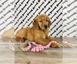 Small #1 Golden Retriever