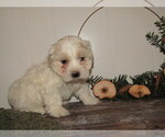 Small #2 Maltipoo