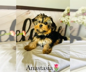 Morkie Puppy for Sale in MURFREESBORO, Tennessee USA