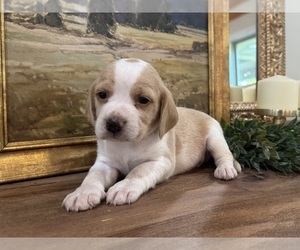 Beagle Puppy for sale in FORDLAND, MO, USA