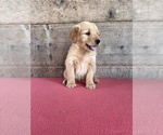 Small #6 Golden Retriever
