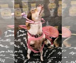 Small #1 Chihuahua