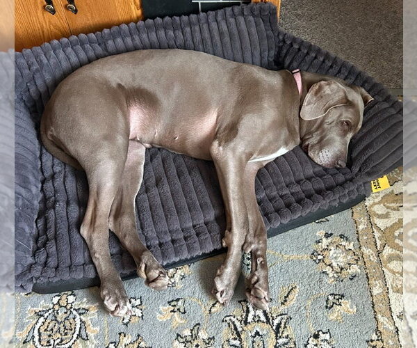 Medium Photo #2 Great Dane Puppy For Sale in Bullard, TX, USA