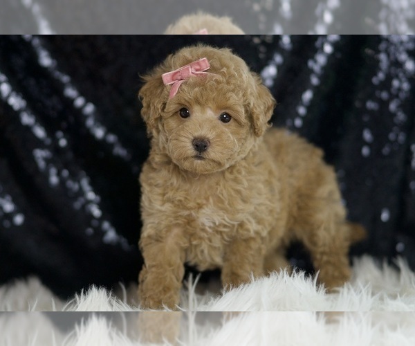 Medium Photo #98 Maltipoo Puppy For Sale in WARSAW, IN, USA