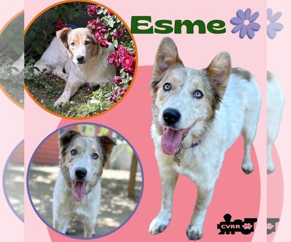 Medium Photo #2 Collie-Unknown Mix Puppy For Sale in Lindsay, CA, USA