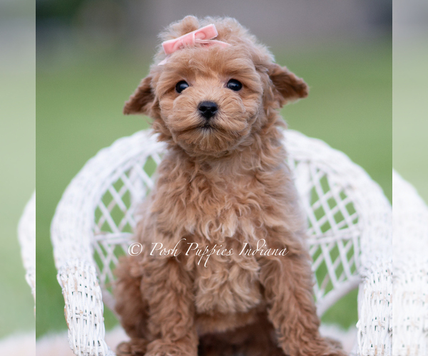 Medium Photo #4 Maltipoo (Miniature) Puppy For Sale in WARSAW, IN, USA
