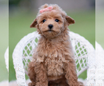 Small #2 Maltipoo (Miniature)