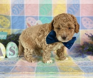 Goldendoodle Puppy for sale in LANCASTER, PA, USA