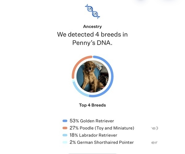 Medium Photo #1 Golden Labrador-Goldendoodle Mix Puppy For Sale in GROVE CITY, OH, USA