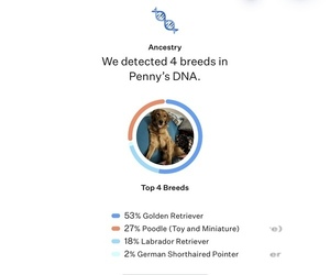 Mother of the Golden Labrador-Goldendoodle Mix puppies born on 05/01/2026