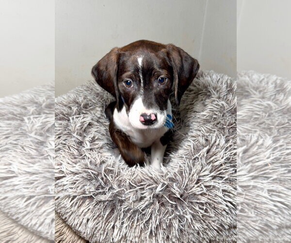 Medium Photo #2 Mutt Puppy For Sale in Minneapolis, MN, USA