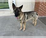 Small #1 German Shepherd Dog Mix