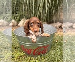 Image preview for Ad Listing. Nickname: Casper