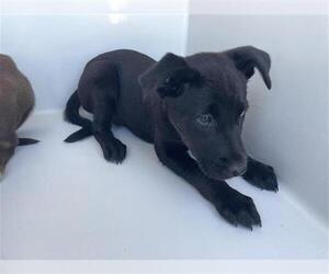 Labsky Dogs for adoption in Houston, TX, USA