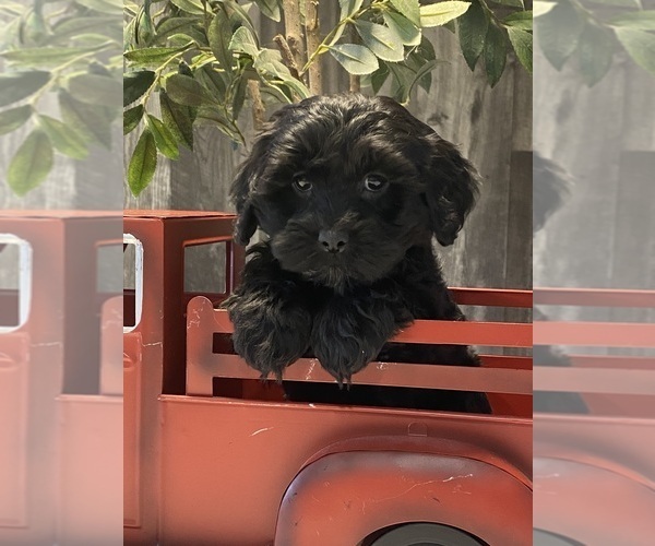 Medium Photo #5 Lhasa Apso-Poodle (Toy) Mix Puppy For Sale in CANOGA, NY, USA