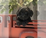 Small #4 Lhasa Apso-Poodle (Toy) Mix