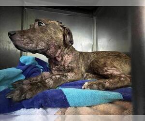 American Pit Bull Terrier Dogs for adoption in Derwood, MD, USA