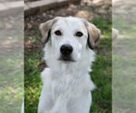 Small #10 Great Pyrenees Mix