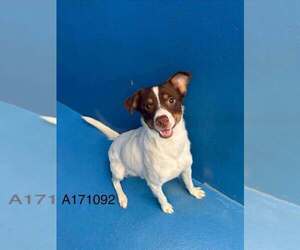 Jack Russell Terrier-Unknown Mix Dogs for adoption in Calgary, Alberta, Canada