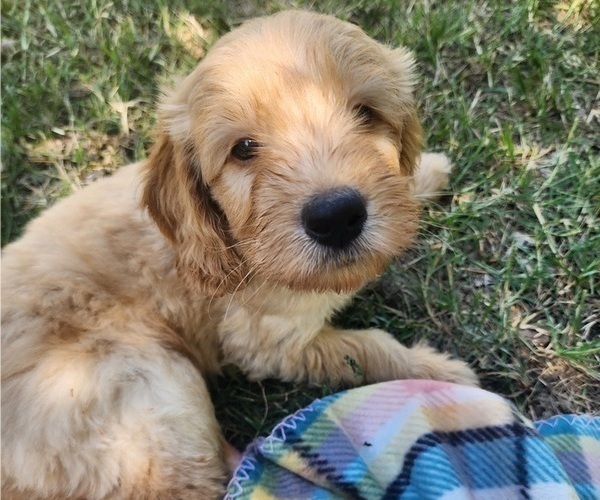 Medium Photo #2 Doodle-Goldendoodle Mix Puppy For Sale in WACO, TX, USA