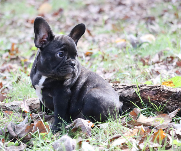 Medium Photo #1 French Bulldog Puppy For Sale in LAWRENCEVILLE, GA, USA