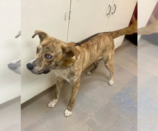 Medium Photo #2 Catahoula Leopard Dog-Unknown Mix Puppy For Sale in Bryant, AR, USA