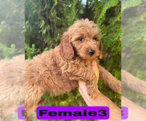 Goldendoodle (Miniature) Puppy for sale in BAKERSFIELD, CA, USA