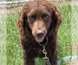 Spaniel-Unknown Mix Dogs for adoption in Washington, DC, USA
