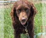 Small Spaniel Mix