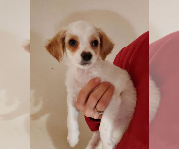 Medium Photo #1 Chilier Puppy For Sale in Sequim, WA, USA