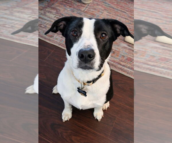 Medium Photo #2 Border Collie-Unknown Mix Puppy For Sale in Laramie, WY, USA