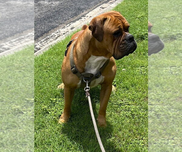Medium Photo #2 Boxer Puppy For Sale in Austin, TX, USA