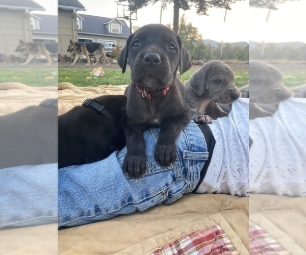Medium Photo #9 Great Dane Puppy For Sale in CRESWELL, OR, USA