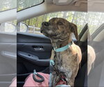 Small #4 American Staffordshire Terrier-German Shepherd Dog Mix