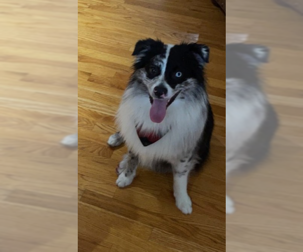 Medium Photo #1 Australian Shepherd Puppy For Sale in garner, NC, USA