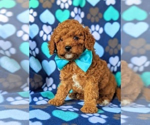 Cavapoo Puppy for sale in BIRD IN HAND, PA, USA