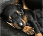 Small Photo #11 Doberman Pinscher Puppy For Sale in ELDRIDGE, IA, USA