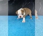 Small #8 Boston Terrier