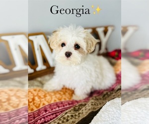 Maltipoo Puppy for Sale in MURFREESBORO, Tennessee USA
