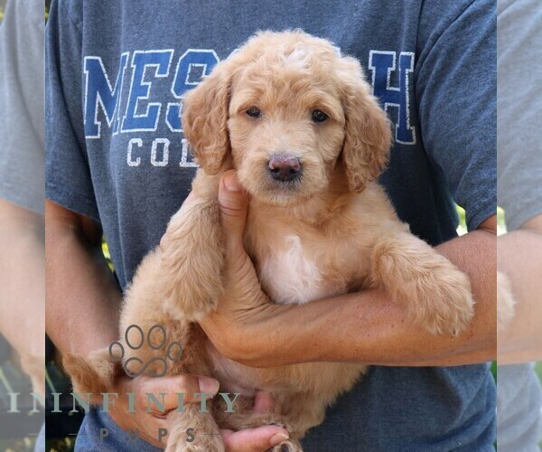 Medium Photo #3 Goldendoodle Puppy For Sale in NARVON, PA, USA