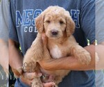 Small #2 Goldendoodle