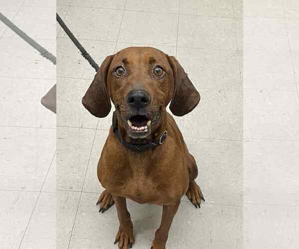 Medium Photo #1 Mutt Puppy For Sale in Low Moor, VA, USA