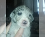 Small Photo #47 Great Dane Puppy For Sale in HOWARD CITY, MI, USA