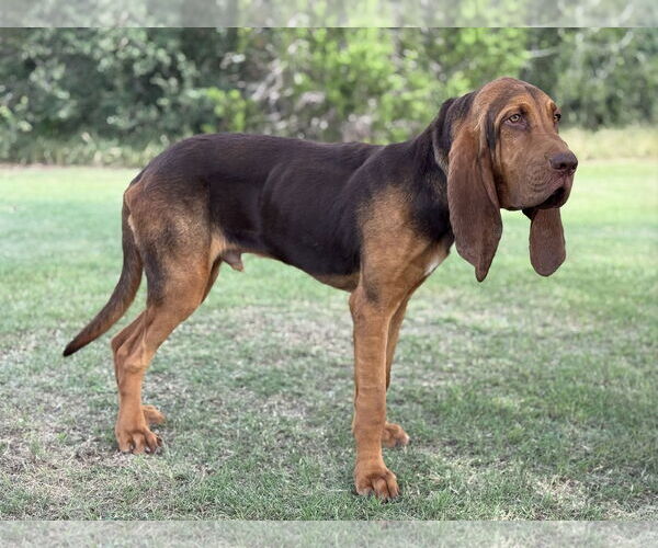 Medium Photo #2 Bloodhound Puppy For Sale in PIPE CREEK, TX, USA