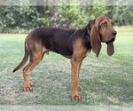 Small #1 Bloodhound