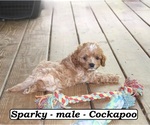 Small #1 Cock-A-Poo