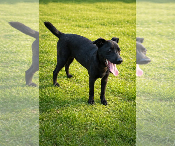 Medium Photo #2 Labrador Retriever-Unknown Mix Puppy For Sale in The Woodlands, TX, USA