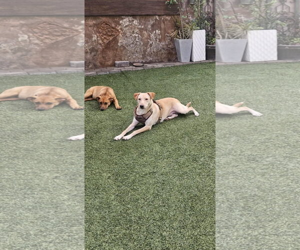 Medium Photo #10 Golden Retriever-Unknown Mix Puppy For Sale in Escondido, CA, USA